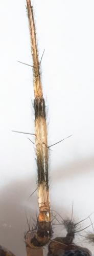 Réf. 307 790 : Lepthyphantes minutus